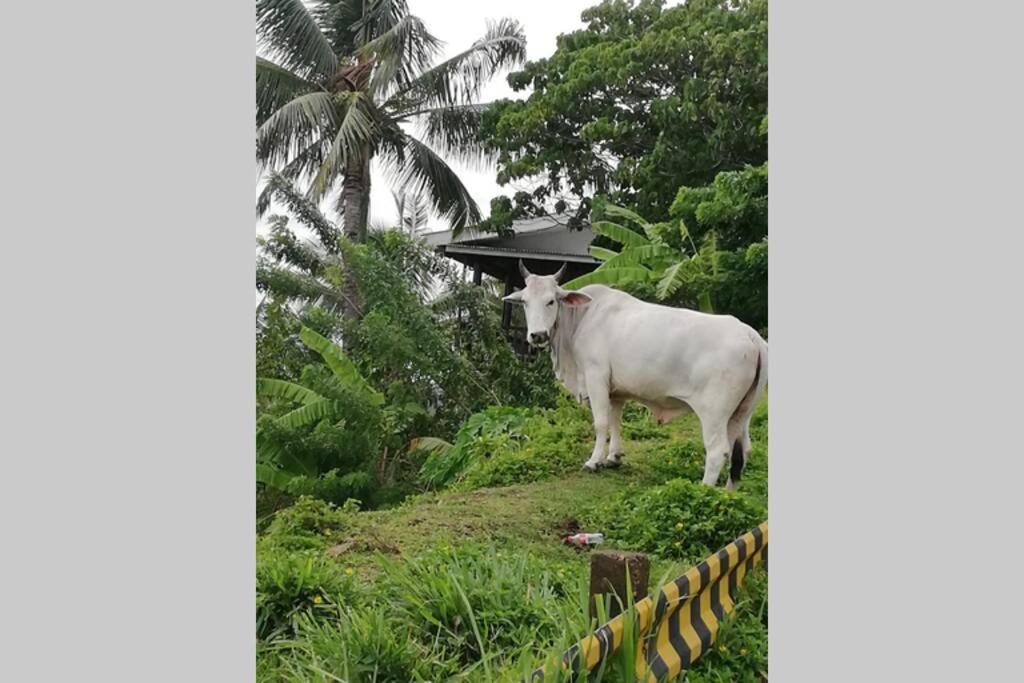 MambajaoThe Balcony Of The Camiguin Island公寓 外观 照片